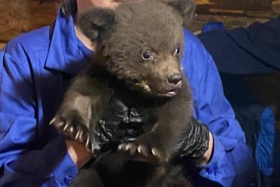 В Тверской области удалось спасти двух медвежат-сирот