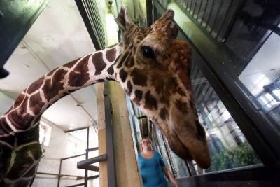 Кенийский жираф вышел в уличный вольер в Московском зоопарке