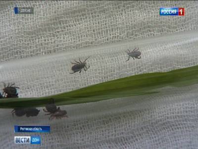 В Ростовской области число укушенных клещами за неделю возросло более, чем в два раза