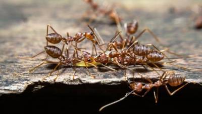 Индийские прыгающие муравьи оказались способны изменять размер мозга