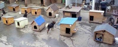 В Ростове выделили участок под строительство приюта для животных