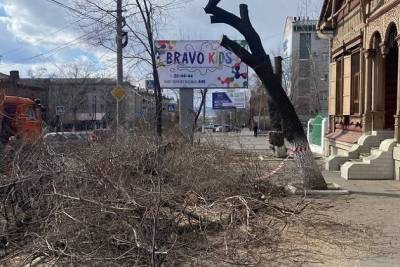 Мэрия Читы назвала причину сруба дерева напротив детского центра «Орнамент»