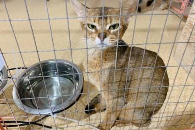 На выставке кошек в Твери разгорелся скандал: обманутые хозяева требуют вернуть животных