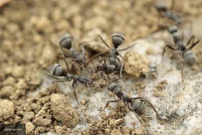 В Индии нашли муравьев, которые могут увеличивать размер своего мозга