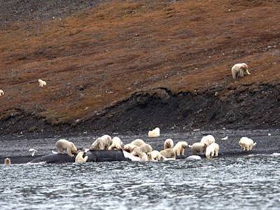 Мишустин: «Дальневосточный гектар» будет распространен на зону Арктики