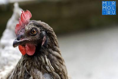 На территории местности «Старый Бахтемир» введен карантин из-за птичьего гриппа