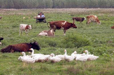 Кабмин одобрил проект об обязательной маркировке домашних животных и скота