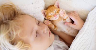 "Хозяин, подвинься!": почему кошки стараются ночью спать поближе к человеку