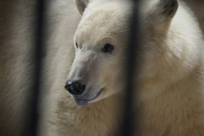 Снежинке нужен муж: ленинградский зоопарк ждет молодого белого медведя