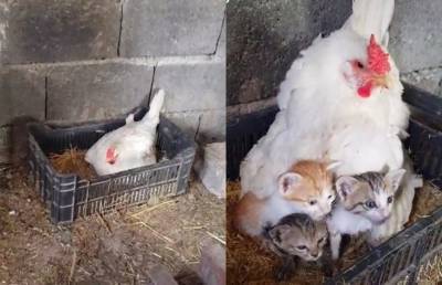 Это очень мило! Курица-наседка приютила трёх осиротевших котят (ВИДЕО)