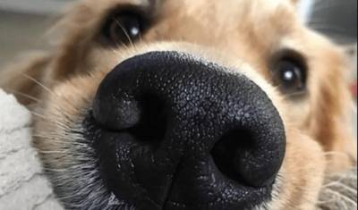 «Гознак» запустит биометрическое приложение для поиска пропавших собак