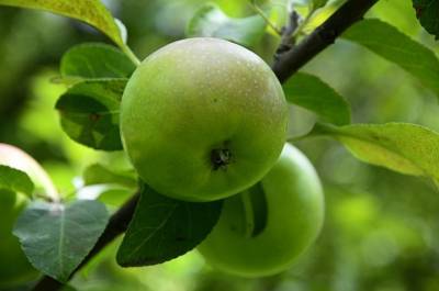 Эксперт рассказал, почему дачники отказываются от яблонь