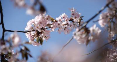 Цветение сакуры и японская культура: в Тбилиси пройдут интересные мероприятия