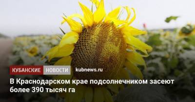 В Краснодарском крае подсолнечником засеют более 390 тысяч га