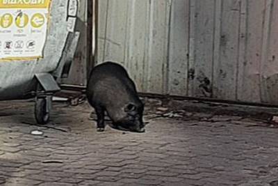 Молода свиня у центрі Вінниці стала «зіркою» соцмереж