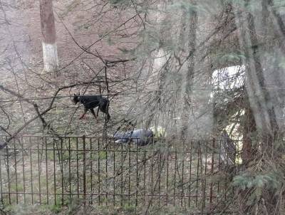 Стали известны подробности происшествия с нападением собаки на хозяйку в Смоленской области