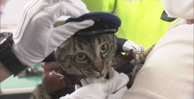 В Японии кошка Коко спасла мужчину и на день стала начальницей полиции - фото и видео - ТЕЛЕГРАФ