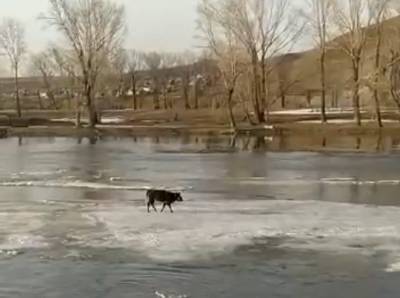 В Башкирии на реке Зилим теленка унесло на льдине