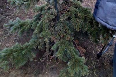 В Ярославле связист сломал 78 елок