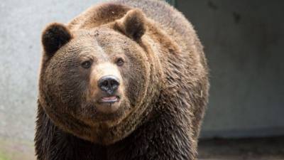Бурый медведь неожиданно появился около дверей школы на Сахалине