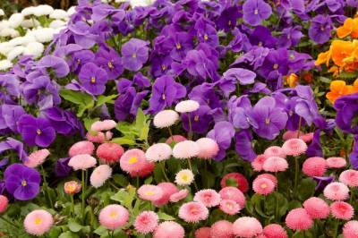 В Одессе хотят высадить 200 тысяч весенних цветов (видео)