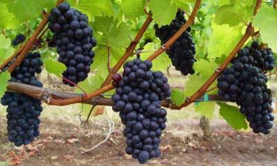 Как правильно выращивать виноград