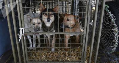 Семнадцать российских собак не пустили в Латвию