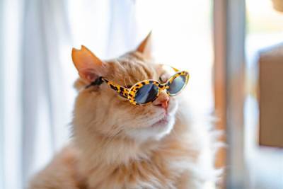 Стильные коты в очках: забавные фото домашних любимцев