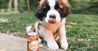 Пивоварня США ищет собаку-дегустатора "пива". Обещают зарплату в $20 тысяч (видео)