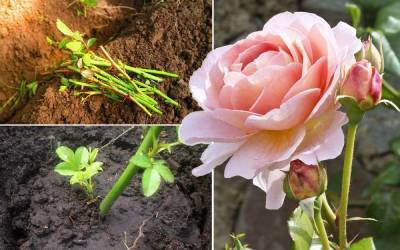 Как правильно черенковать розы: сроки, температура и секреты приживаемости