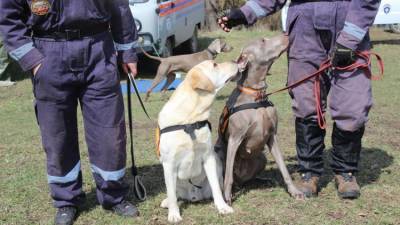 В Крыму собак учат искать людей под завалами и в лесу - фото