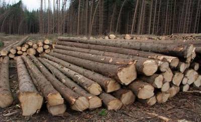 В Тюменской области мужчина на тракторе украл деревья