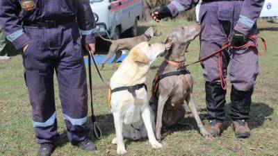В Крыму собак учат искать людей под завалами и в лесу – фото