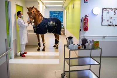 Доктор Пейо: конь, который инстинктивно утешает больных и утоляет их боль