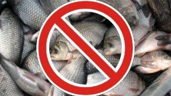 В Вологодской области введен весенне-летний запрет на вылов рыбы