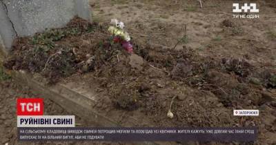 В Запорожской области свиньи перерыли местное кладбище: жители пожаловались на владельца
