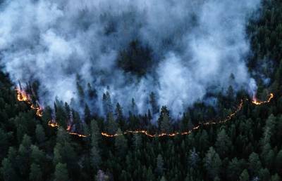 Следить за лесными пожарами в Ленобласти будут специальные видеокамеры