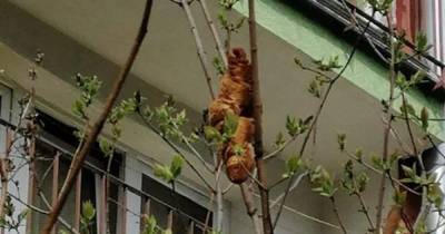 "Таинственный безголовый зверь" на дереве: жителей дома в Кракове два дня пугал круассан