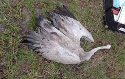 Полиция получила 25 сообщений о гибели птиц в Аскании-Новой - СМИ