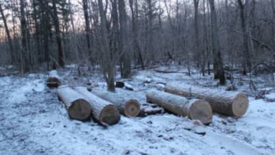 Трое жителей Приморья вырубили леса на 38 миллионов