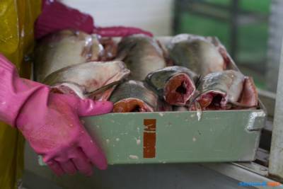 В заливах Анива и Терпения на Сахалине рекомендовали запретить промысел горбуши