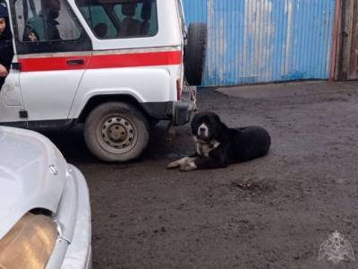 В Кемерове крупная собака на улице напугала горожан