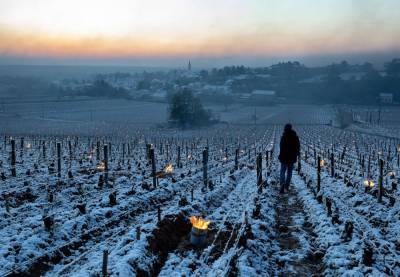 "Такой климатической катастрофы не было с 1938 года": морозы практически уничтожили виноградники во Франции