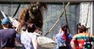 В Калининградский зоопарк приехал орангутан из датского Ольборга