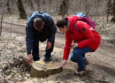 Власти Ставрополья вырубили деревья на 78 млн рублей - полиция не увидела в этом преступления