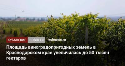 Площадь виноградопригодных земель в Краснодарском крае увеличилась до 50 тысяч гектаров