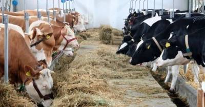 Новые стандарты и все меньше коров: почему в Украине постоянно падает производство молока