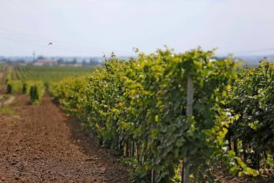 Площадь виноградопригодных земель на Кубани увеличилась до 50 тысяч гектаров