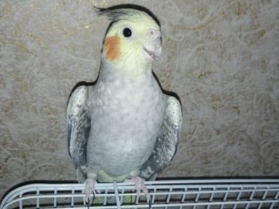 В Челябинской области домашний попугай улетел за 10 километров от дома