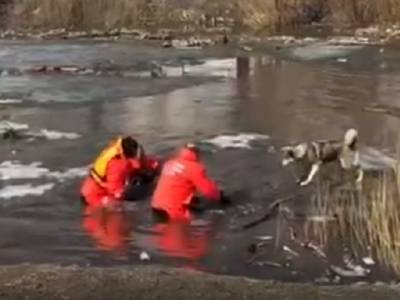 На Южном Урале спасатели сняли со льдины собаку